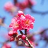 紅梅