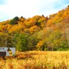 尾瀬の紅葉