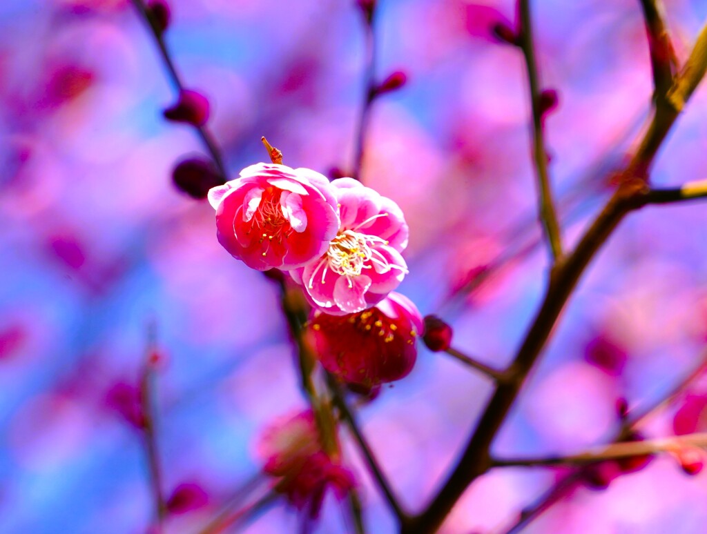 早春、紅梅開花