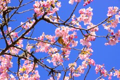 南房総の河津桜