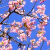 南房総の河津桜
