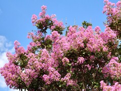 夏の花