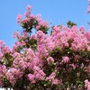 夏の花