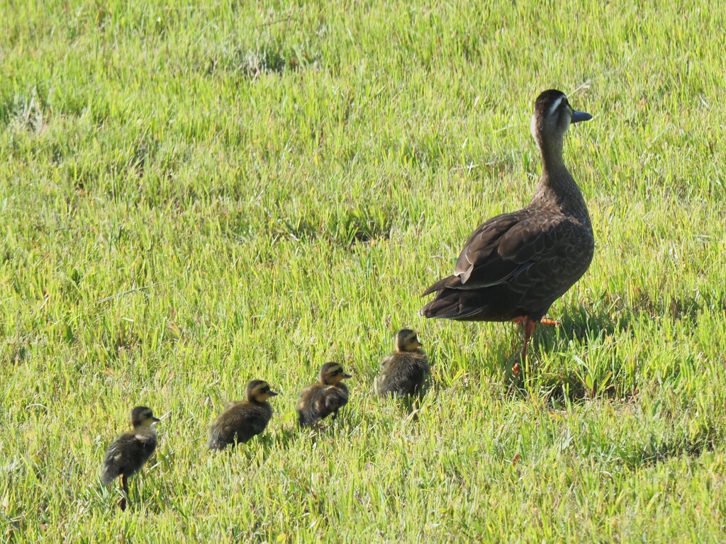 お家に帰りますょ