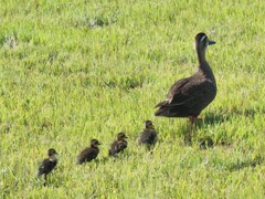 お家に帰りますょ