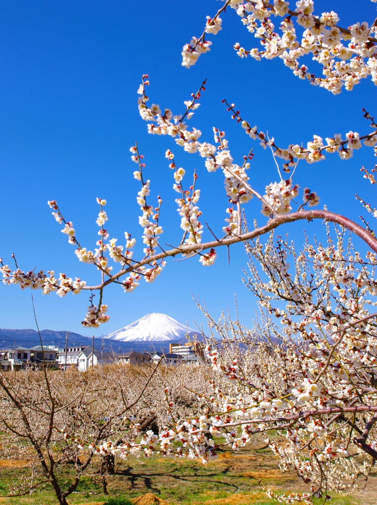 春、梅と富士山
