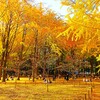 晩秋の公園