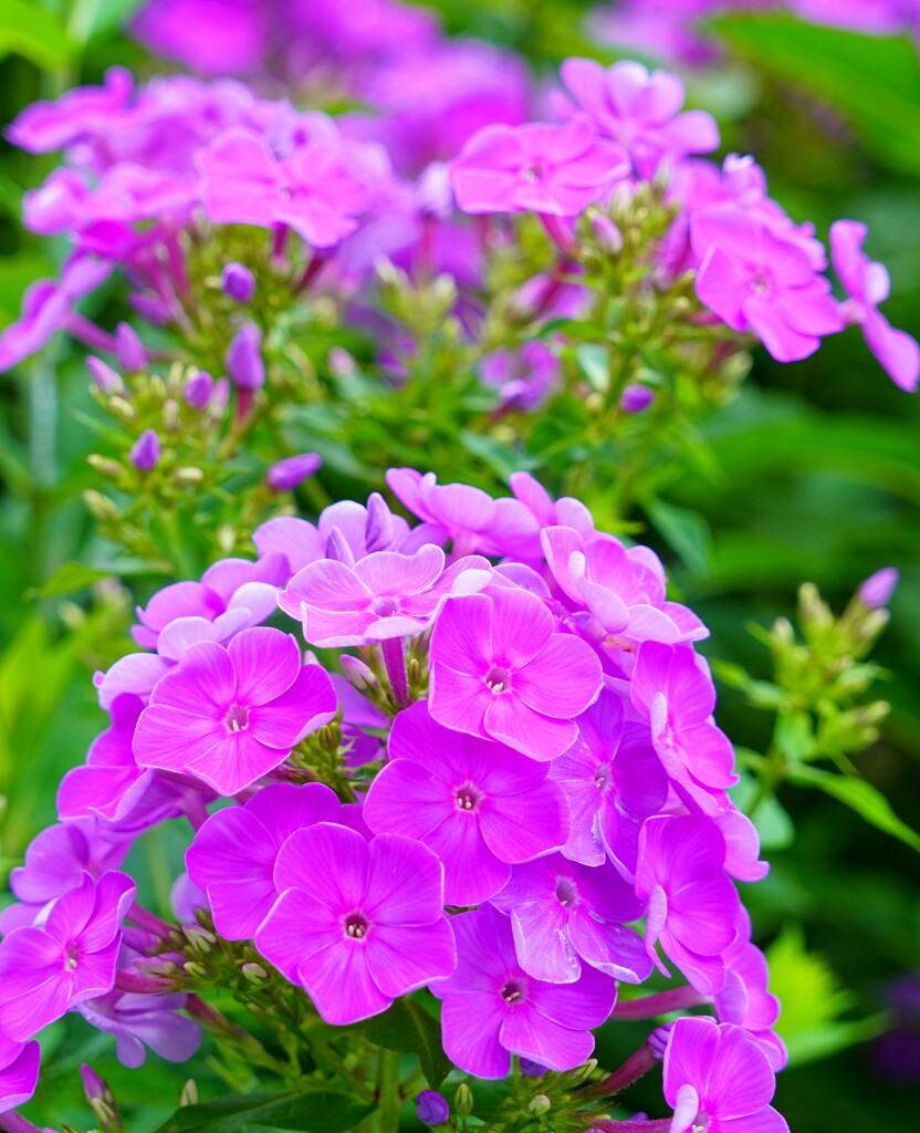 花魁草(おいらんそう)