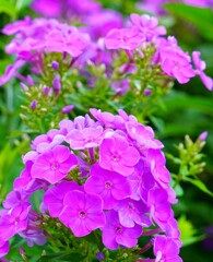 花魁草(おいらんそう)