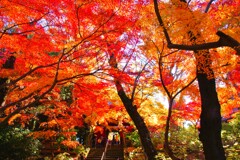 本土寺の紅葉