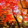本土寺の紅葉