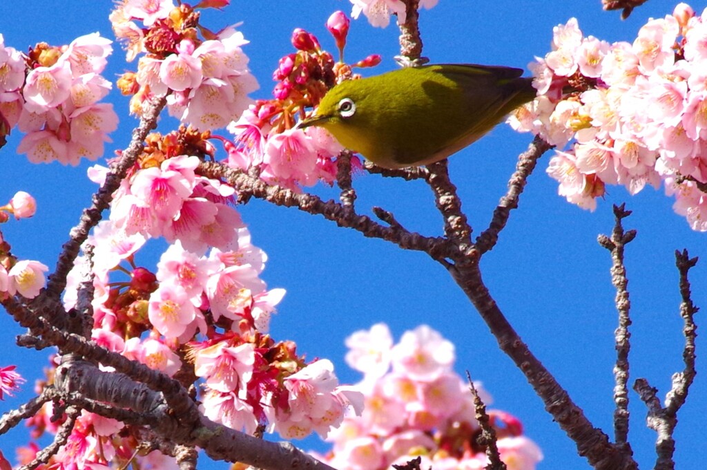 寒桜とメジロ