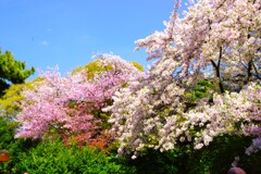 満開の桜