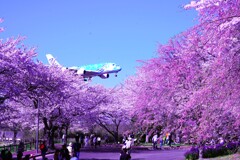 眼下は満開の桜