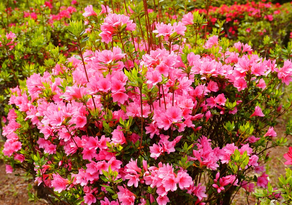 桜彩