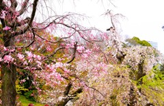 花曇りの枝垂桜