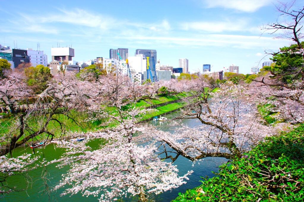 千鳥ヶ淵