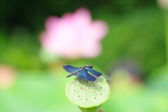 蝶トンボと蓮