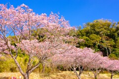 やっと咲きました寒桜