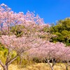 やっと咲きました寒桜