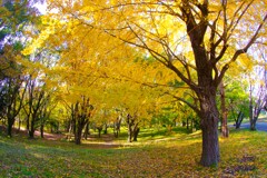 晩秋の公園