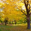 晩秋の公園