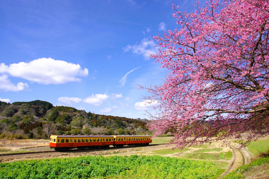 里山の春