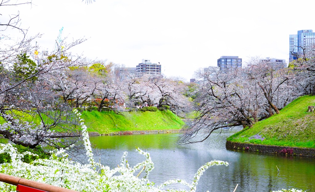 花曇りの千鳥ヶ淵