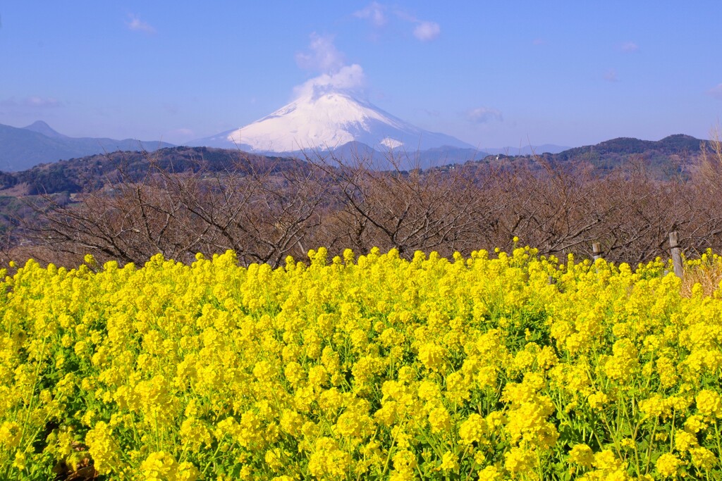 早春、菜の花と