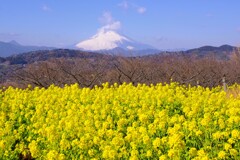早春、菜の花と