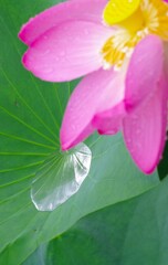 梅雨、蓮の葉の不思議