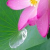 梅雨、蓮の葉の不思議