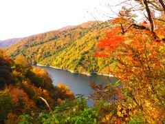 奥只見湖の紅葉