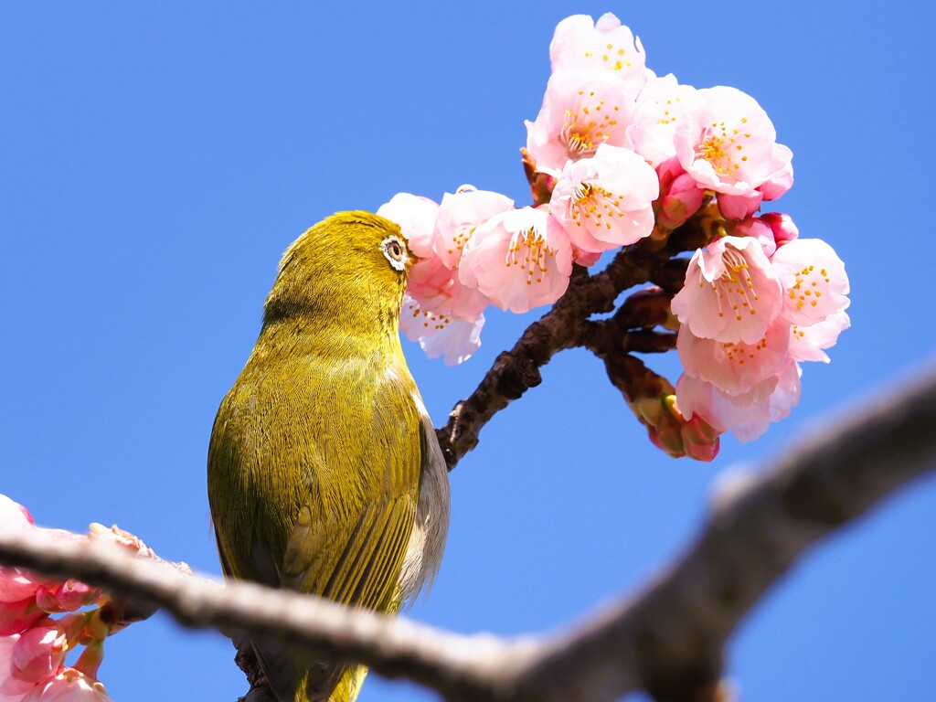 寒桜に夢中