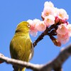 寒桜に夢中