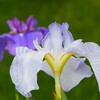 花菖蒲