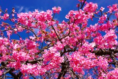 代々木公園河津桜