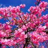 代々木公園河津桜