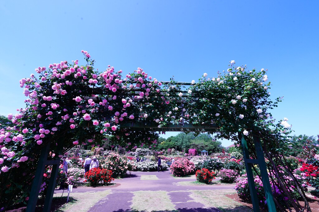薔薇の園