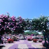薔薇の園