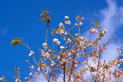 四季桜