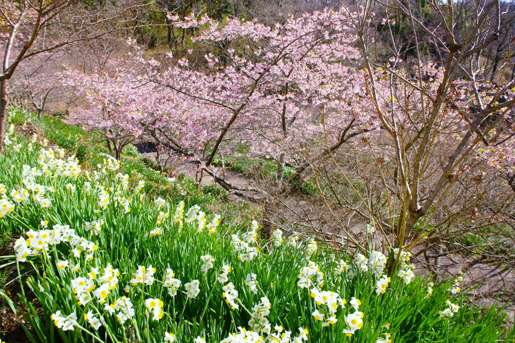 南房総、河津桜と