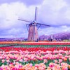 オランダいいえ佐倉