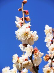 早春、白梅