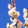 早春、白梅