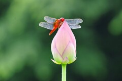 羽休め