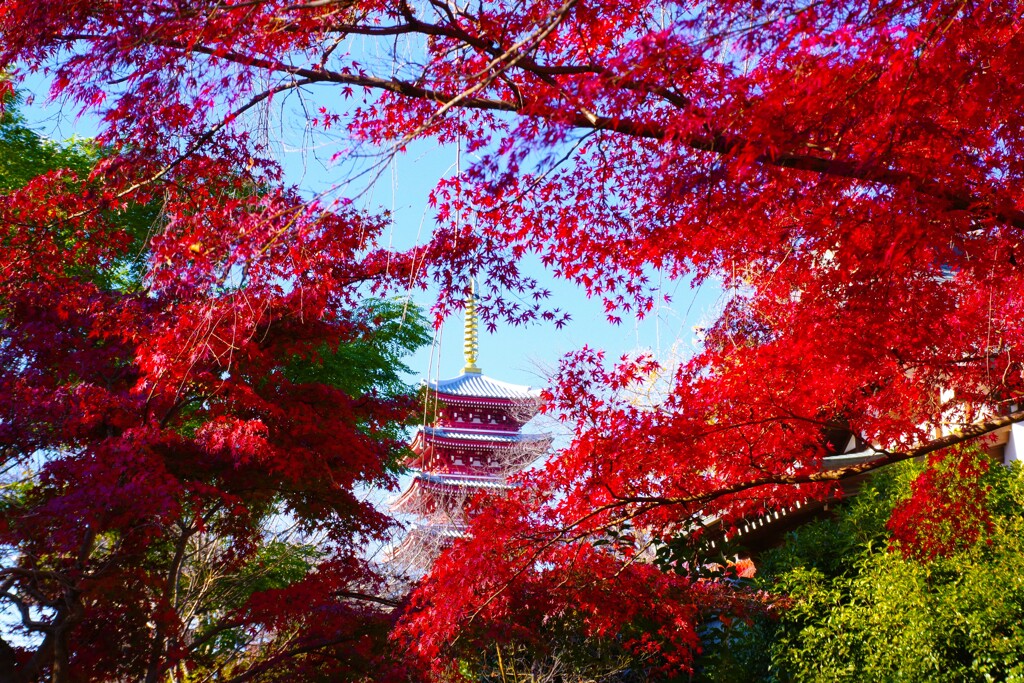 モミジ寺