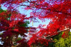 モミジ寺