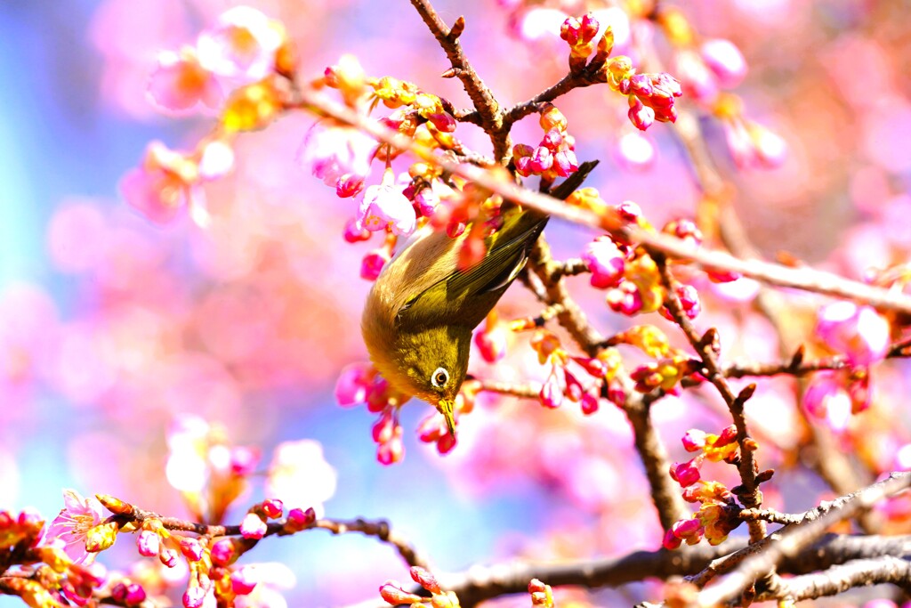 代々木公園河津桜