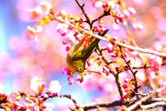 代々木公園河津桜